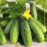 Cucumber Isid F1