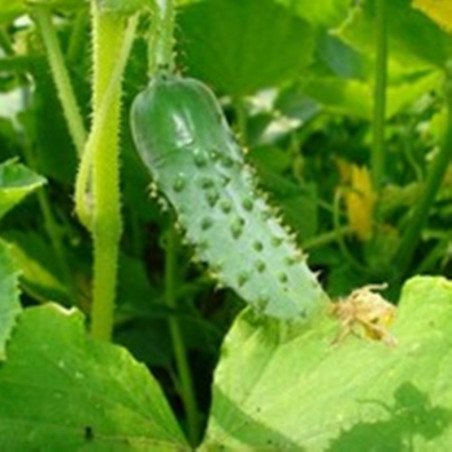 Cucumber Marigold