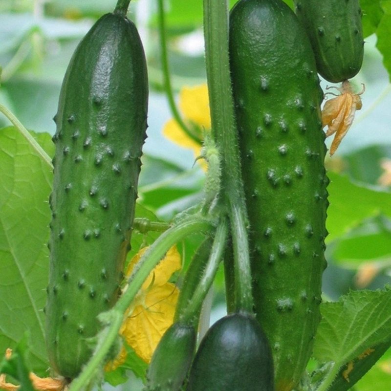 Cucumber Yemelya