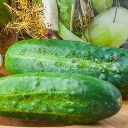 Cucumber Znojemske Vyborna