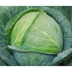 Ball-head Cabbage Langedijker