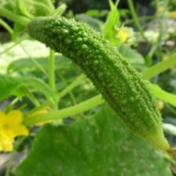 Cucumber Ameliore De Bourbonne