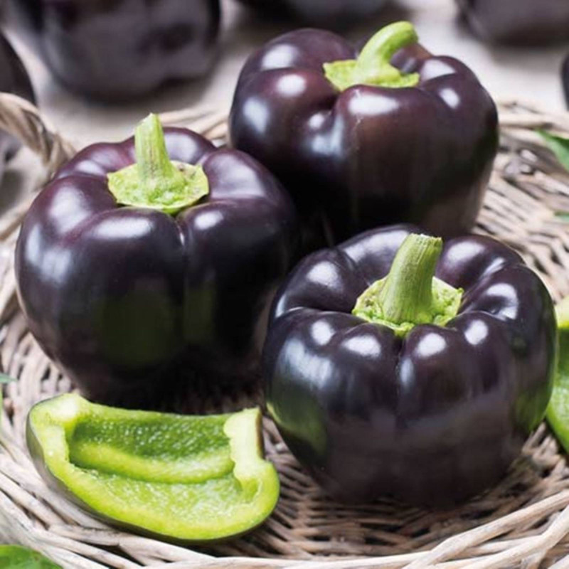 Перець солодкий Пурпуровий дзвін