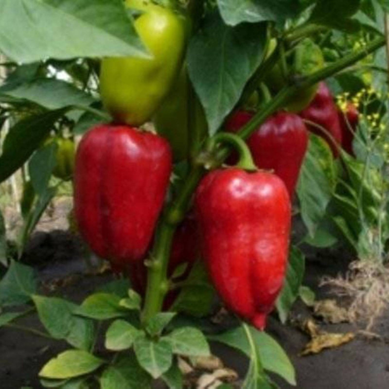 Перець солодкий Вікторія