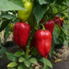 Перець солодкий Вікторія