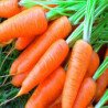 Carrot Babette