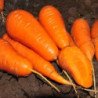 Морковь Бамбино каротель