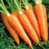 Carrot Nyam Nyam