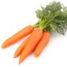 Carrot Nyam Nyam