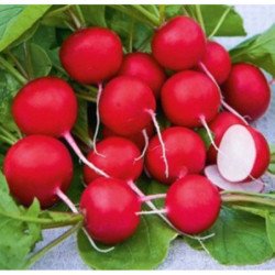 Radish Ilka