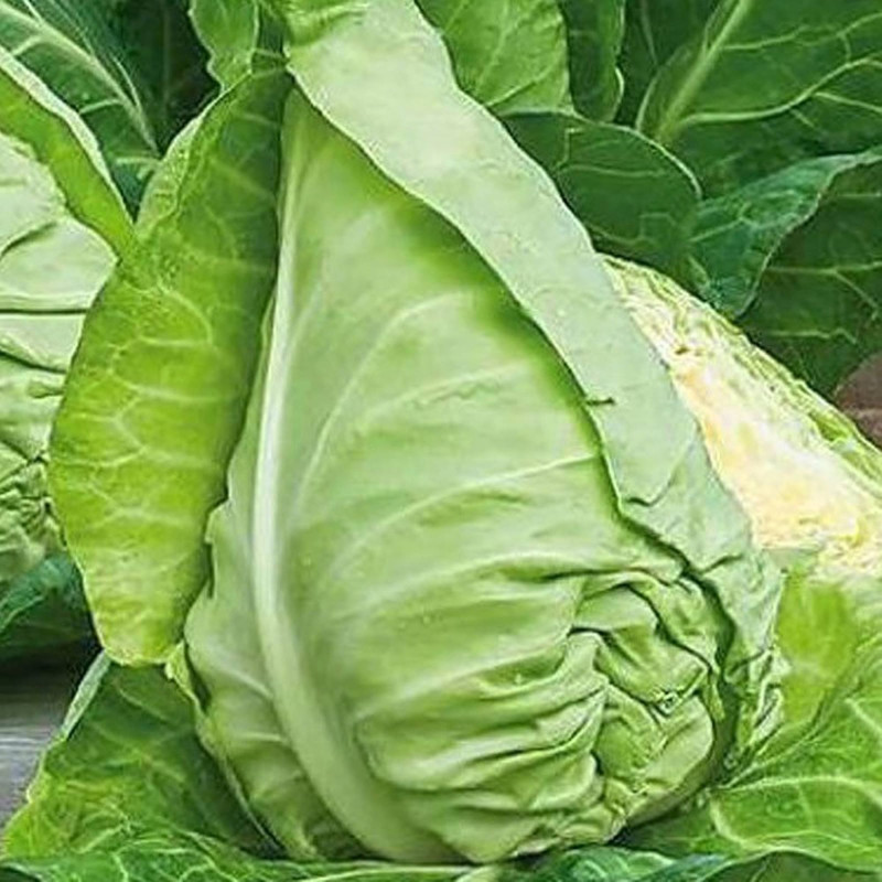 Капуста білоголова