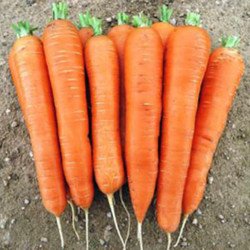 Carrot Perfection