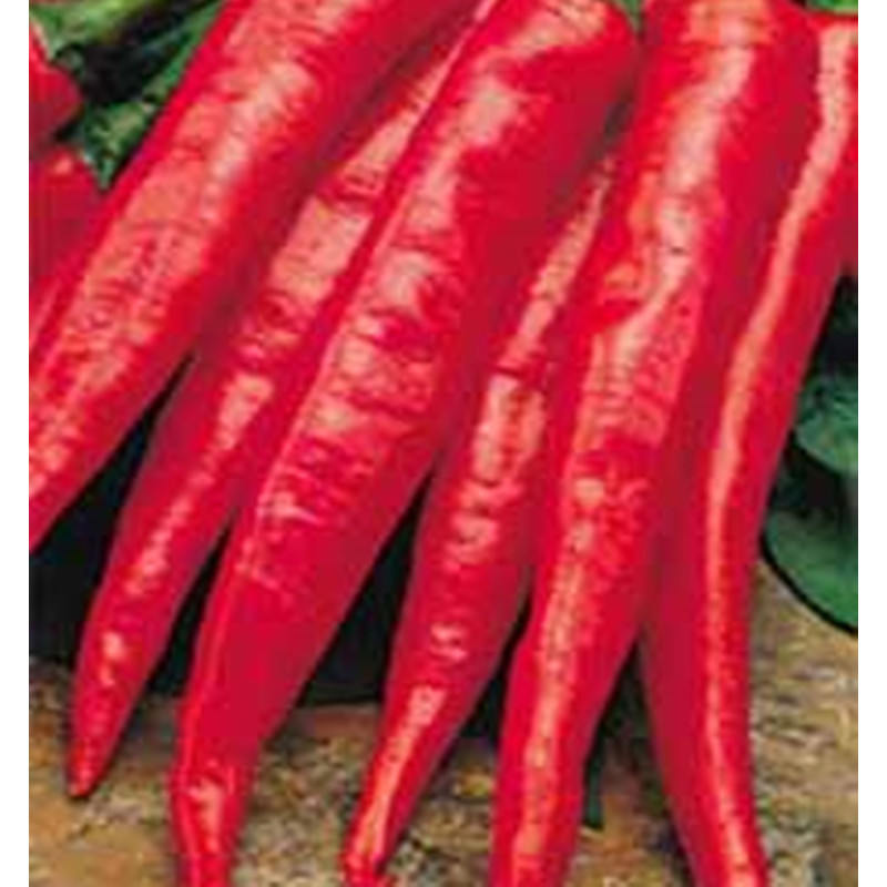 Перець гострий Пломінь