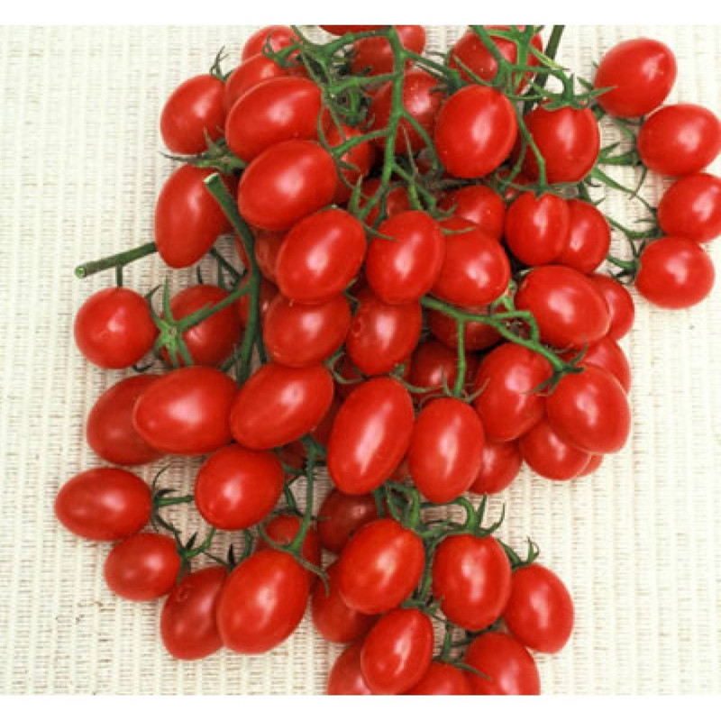 Томат Розаліта