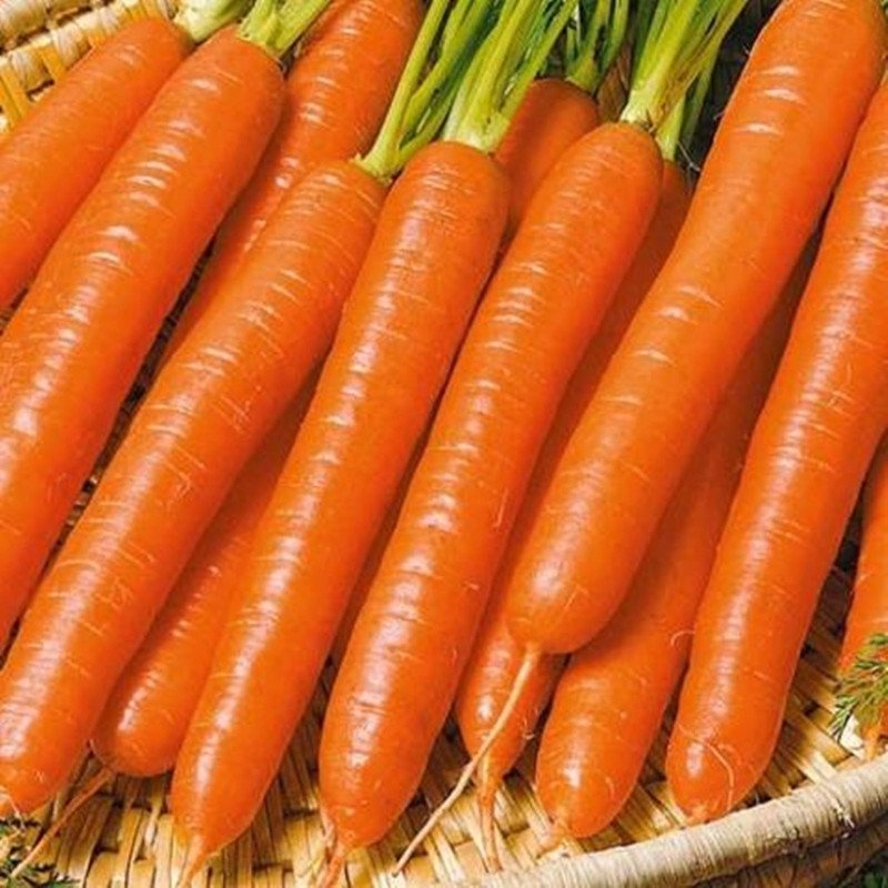 Морква Вітамінна