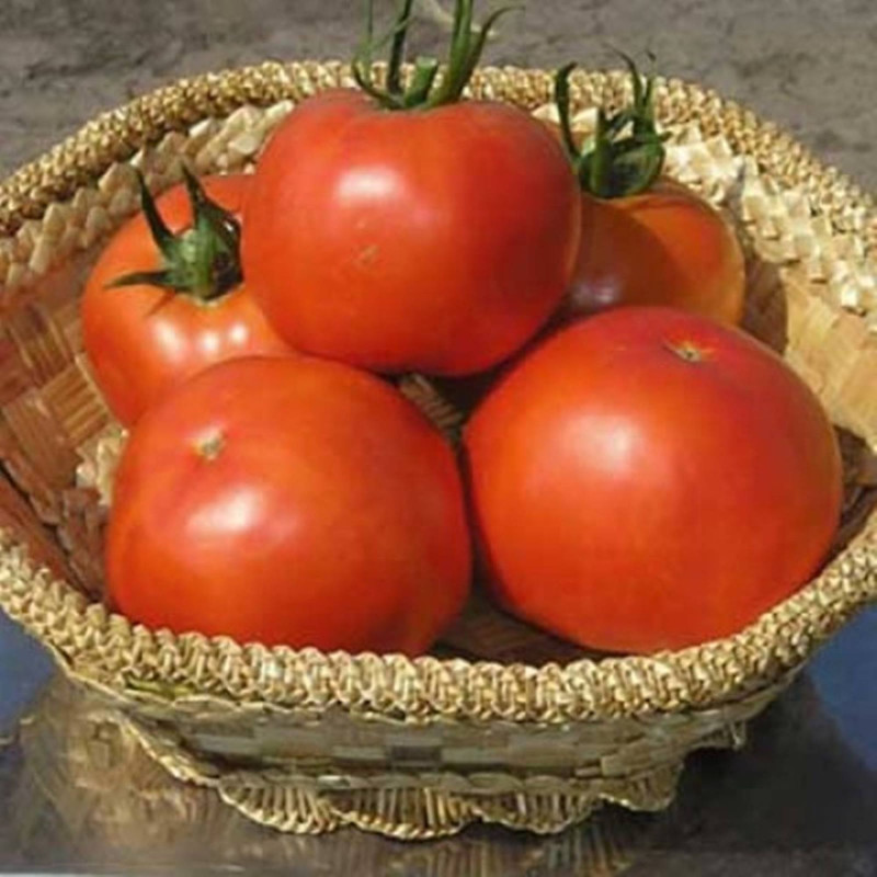 Томат Багіра F1