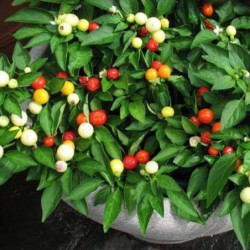 Перець декоративний Намисто