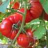 Tomato Pantano Romabesco