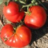Tomato Pantano Romabesco