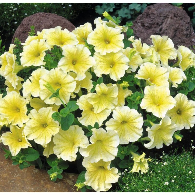 Petunia Dwarf Zhara F1