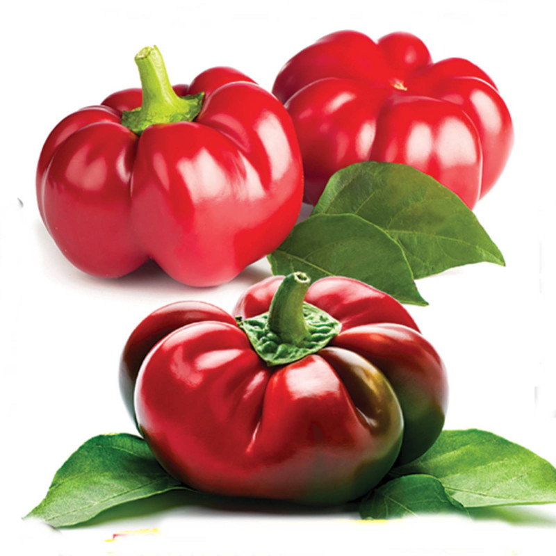 Перець солодкий Гамба