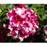 Petunia Double Piruet Pink F1