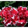 Petunia Double Piruet Red F1