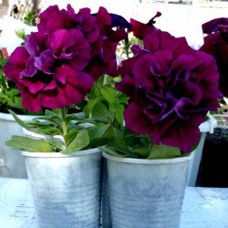 Petunia Double Duo Bordeaux F1