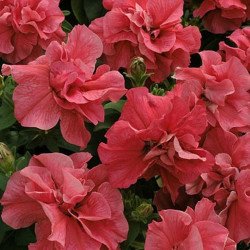 Petunia Double Duo Salmon F1