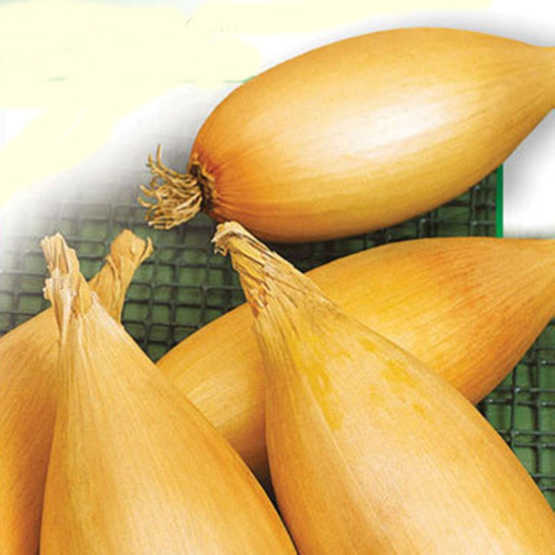 Цибуля ріпчаста Любчик