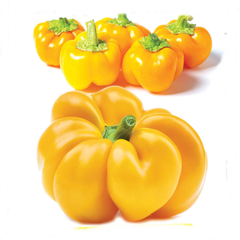 Перець солодкий Парадіксом Алаку