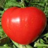 Tomato Heart of America