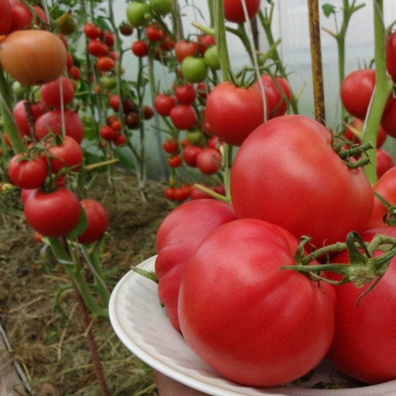 Tomato Malinovka