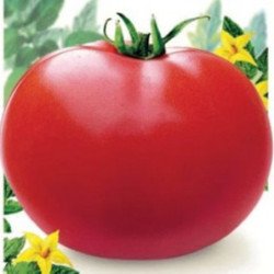 Tomato Maxima