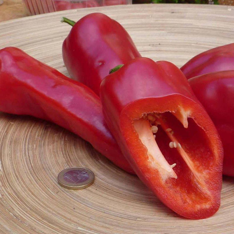 Перець солодкий Червоний Аугсбург