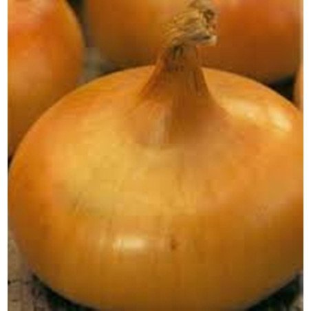 Onion Stuttgarter Riesen