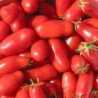 Tomato Capella