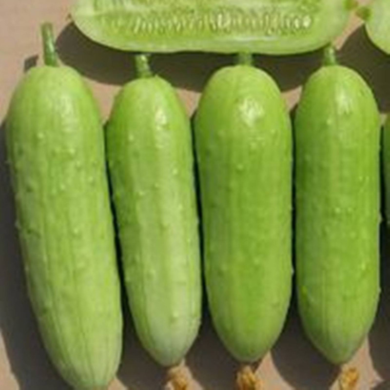 Огірок Бєлка F1