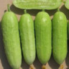 Огірок Бєлка F1