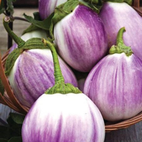 Eggplant Aubergine Rotonda Bianca Sfumata