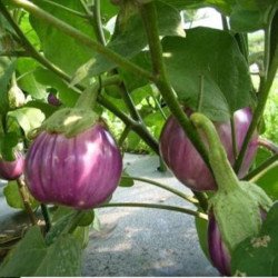 Eggplant Aubergine Rotonda Bianca Sfumata