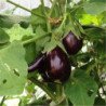 Eggplant Aubergine Bellezza Nera