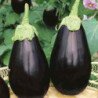 Eggplant Aubergine Bellezza Nera