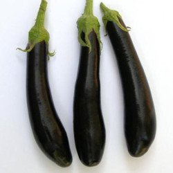 Eggplant Aubergine Violetta Lunga Hative