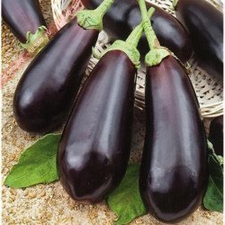 Eggplant Aubergine Black Diamond