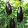 Eggplant Aubergine Black Diamond