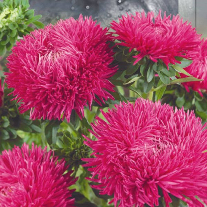 Айстра крален Камео