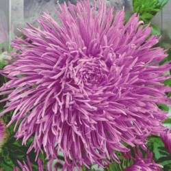 Айстра крален Люкс