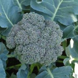 Broccoli Waltham 29