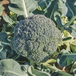 Broccoli Waltham 29